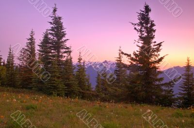 Mountain Meadow