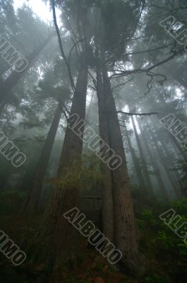 Pacific Northwest Rainforest