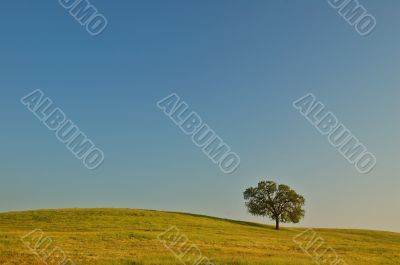 summer field summer field