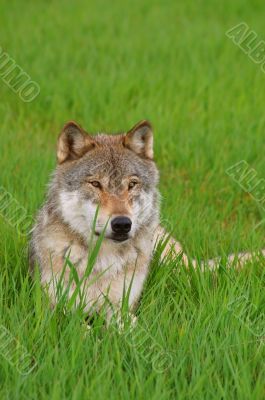 Rocky mountain Grey Wolf