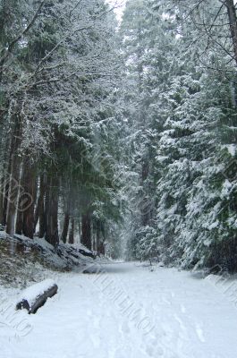 snowy trail in the woods