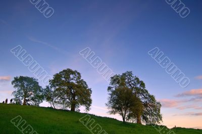 oak trees in spring