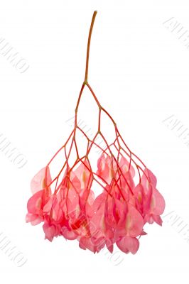 begonia flower cluster begonia flower cluster