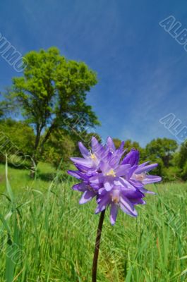 flower in springtime meadow