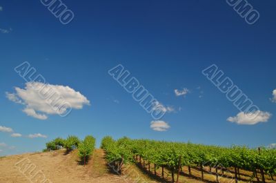 vineyard vineyard
