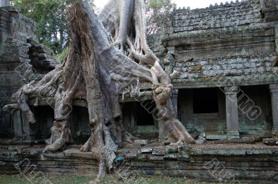 Tree growing over Angkor Wat, Cambodia