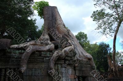 Tree growing over Angkor Wat, Cambodia