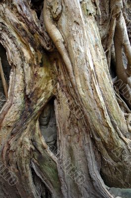 Tree growing over sculpted buddha at Ta Prohm