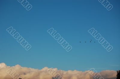 birds flying home birds flying home