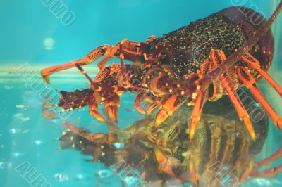 Live lobster