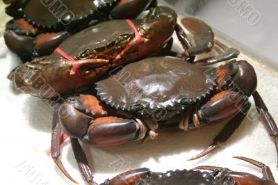 Live crabs