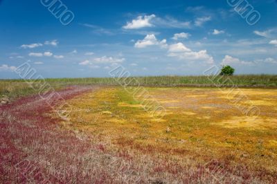 colourful salt lake