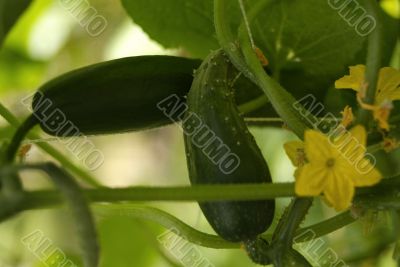 vegetable garden