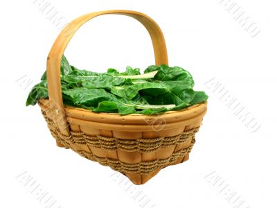 Freshly picked chard isolated