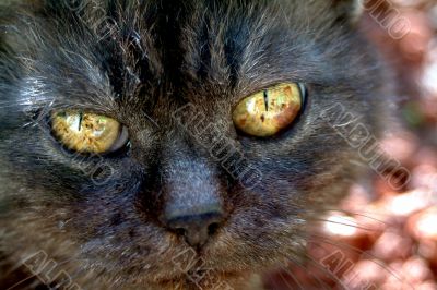 Black old cat portrait