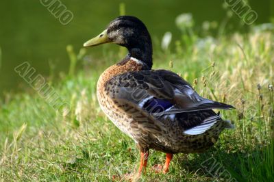 Colorful mallard on the grass