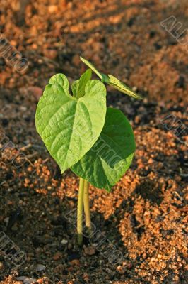 Young bean plant