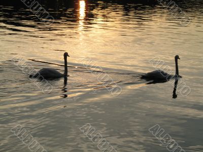touching scene of two swans floating in the lake