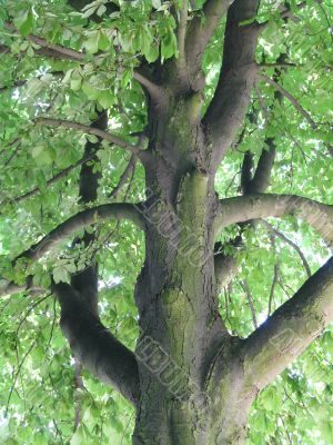 interesting species of the tree