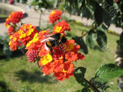 bee working in the garden