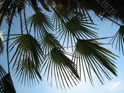 the `hands` of a palm