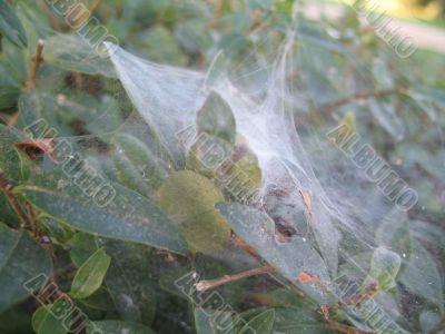 foliage in the intricate pattern of spider web