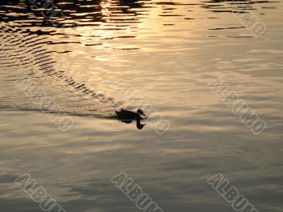 water path of a little duck