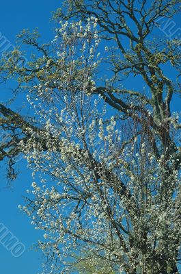 springtime flora