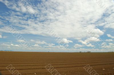 agricultural field