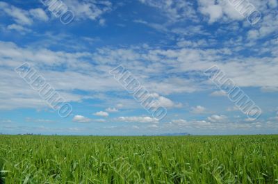 springtime field springtime field