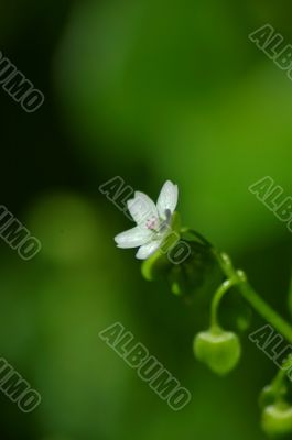 springtime flora