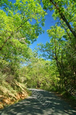 road in the spring road in the spring