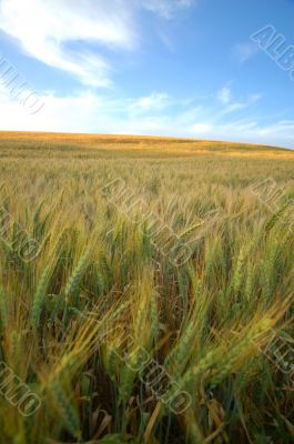 agricultural landscape