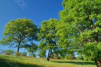 verdant spring landscape verdant spring landscape
