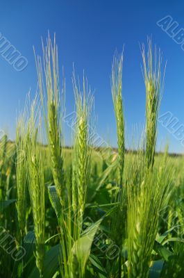 agricultural landscape