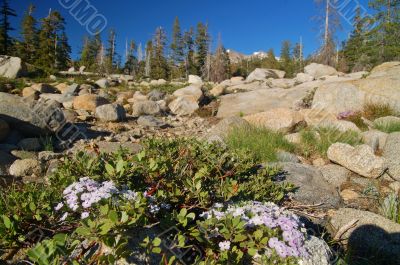 Mountain forest in spring Mountain forest in spring