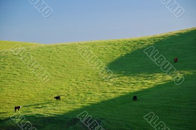 agricultural landscape