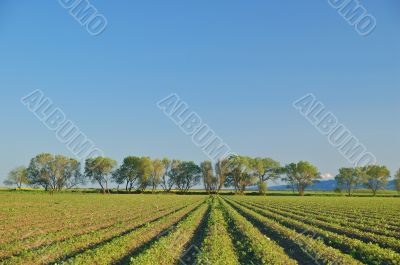 agricultural landscape