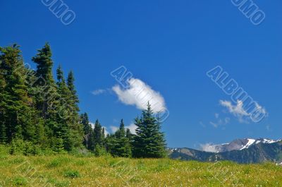 Mountain Meadow Mountain Meadow
