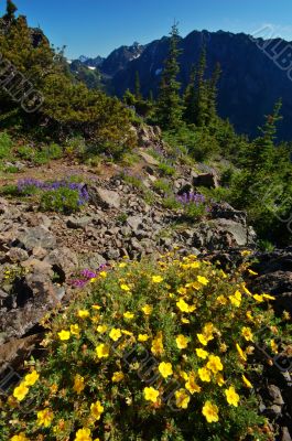 Mountain Meadow