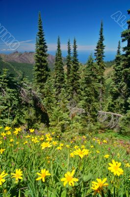 Mountain Meadow