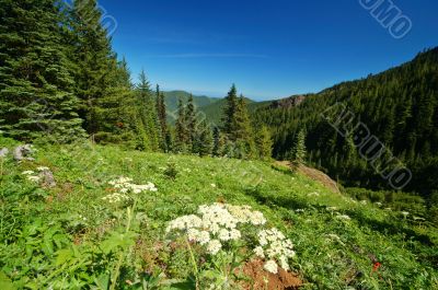 Mountain Meadow Mountain Meadow