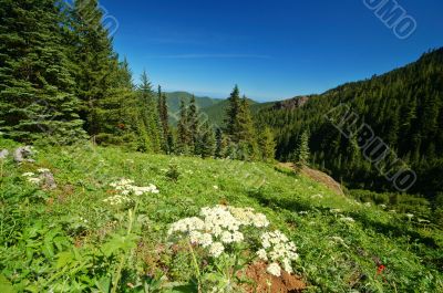 Mountain Meadow