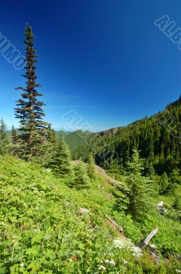 Mountain Meadow