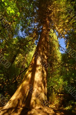 Deep in the Forest Deep in the Forest