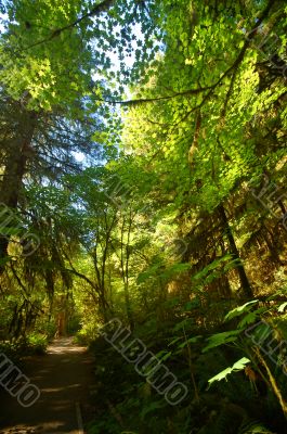 Deep in the Forest Deep in the Forest