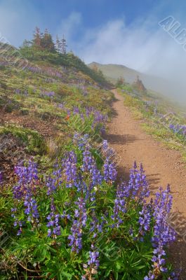 hiking trail in the mountains