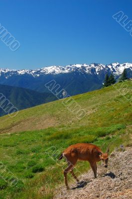 Deer in the mountains Deer in the mountains