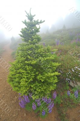 Mountain Meadow Mountain Meadow