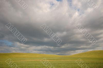 summer field summer field